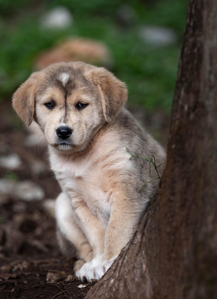 puppy, dog, animal, sad, cute, brown, small, mammal, pet, portrait, adorable, loneliness